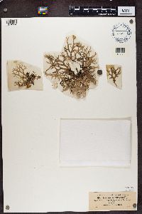 Evernia furfuracea image
