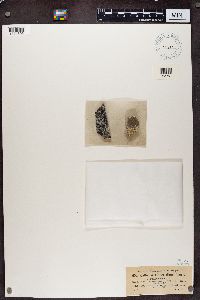 Caloplaca luteoalba image