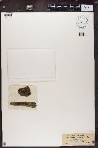 Micarea denigrata image