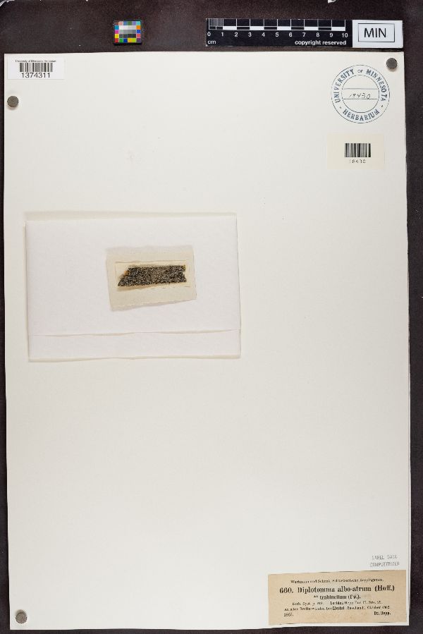 Diplotomma alboatrum image