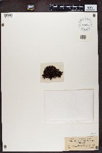 Cetraria aculeata image