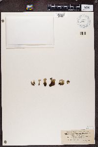 Cladonia extensa image