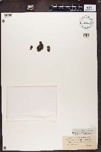 Gyrophora cylindrica image