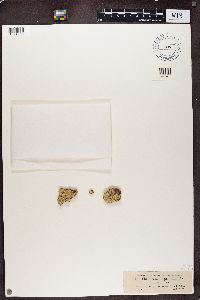 Thelotrema lepadinum image