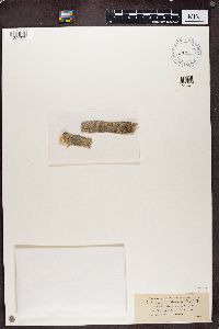 Lecania dubitans image