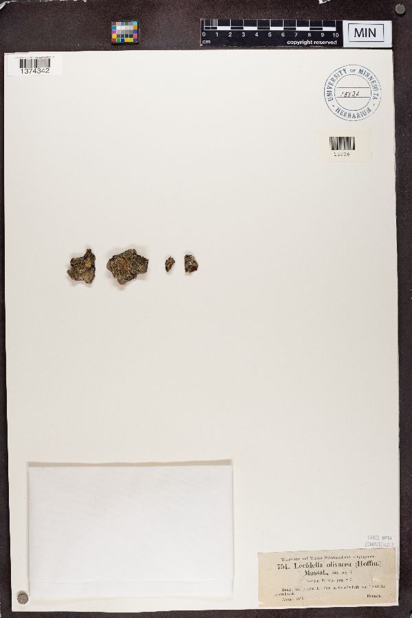 Lecidella olivacea image