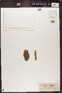 Arthrosporum accline image