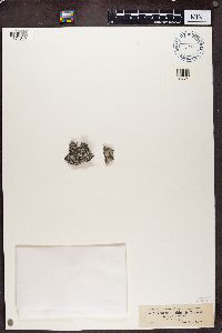 Bagliettoa baldensis image