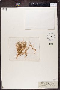 Evernia divaricata image