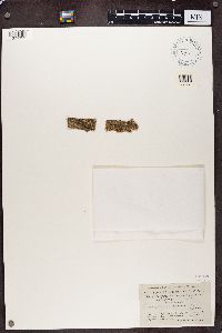 Bacidia arceutina image