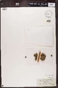 Cyphelium chlorellum image