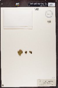 Chaenotheca furfuracea image