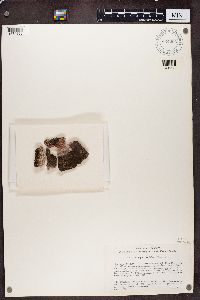 Acarospora badiofusca image