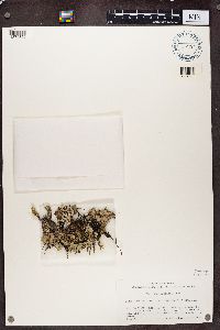 Platismatia glauca image