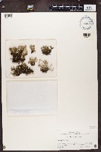 Cladonia multiformis image