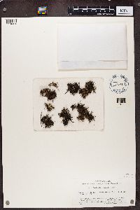 Cetraria aculeata image