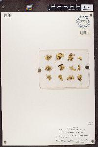 Pycnothelia papillaria image