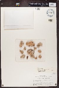 Diploschistes scruposus image
