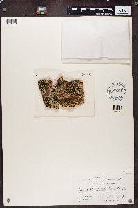 Thumbnail image of current specimen