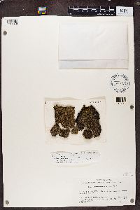 Lecidea berengeriana image