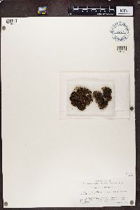 Nephroma helveticum image