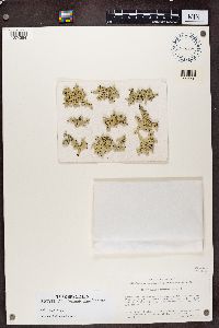 Xanthoparmelia conspersa image