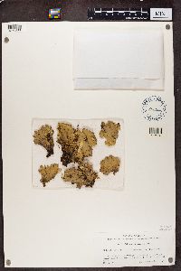 Peltigera aphthosa image