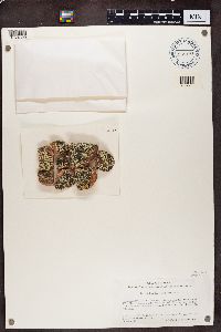 Dimelaena oreina image