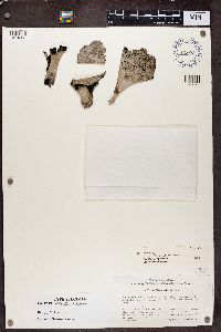 Umbilicaria vellea image