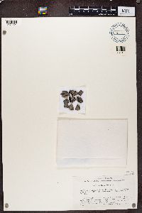 Umbilicaria vellea image