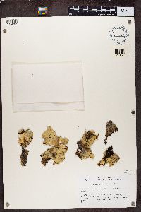 Nephroma arcticum image