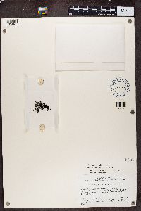 Phylliscum demangeonii image