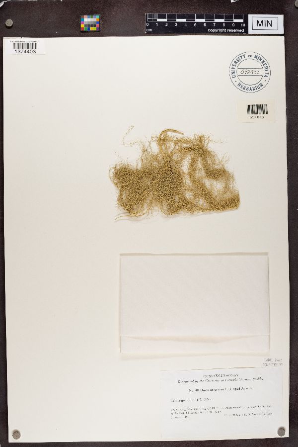 Usnea cavernosa image