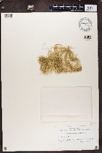 Usnea cavernosa image