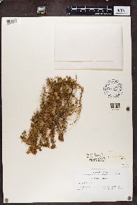 Usnea angulata image