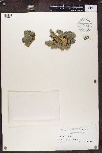 Leptogium foveolatum image