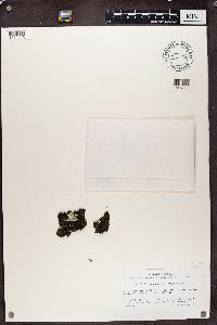 Polychidium muscicola image