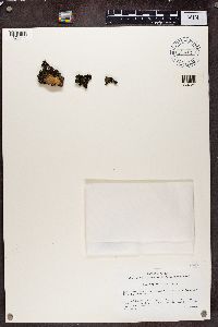thumbnail image of current specimen