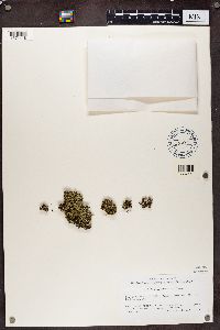 Cladonia cariosa image