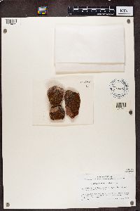 Rufoplaca arenaria image