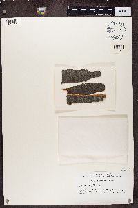 Microthelia micula image