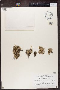 Hypogymnia physodes image