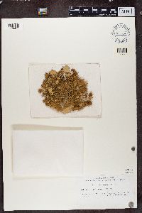 Media resource of Usnea arbusculiformis