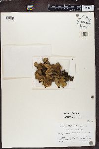 Peltigera horizontalis image