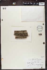 thumbnail image of current specimen
