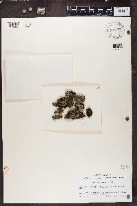 Phaeophyscia hispidula image