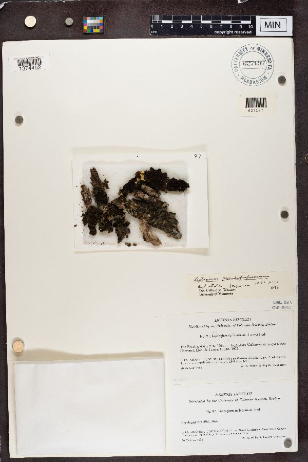 Leptogium furfuraceum image