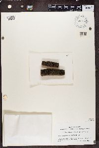 Tuckermanella coralligera image