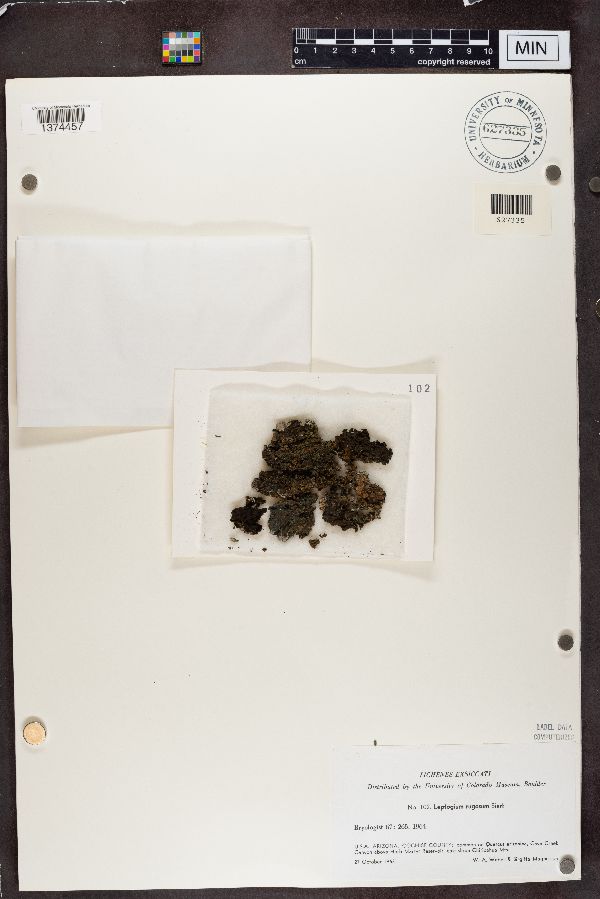 Leptogium rugosum image