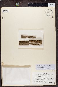 Trapeliopsis granulosa image